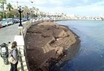 A Bari c’è l’alga tossica: aggiornamento su situazione del litorale della provincia barese