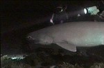 Avvistato-un-grosso-squalo-a-Messina-e-fotografato-un-raro-esemplare-di-squalo-volpe-in-Galles