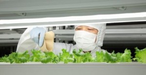 Giappone-idea-innovativa-l-insalata-prodotta-con-luci-a-led