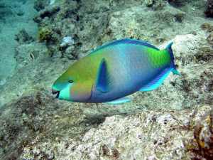 Barriere-coralline-a-rischio-estinzione-nei-Caraibi-può-essere-salvata-da-pesci-pappagallo