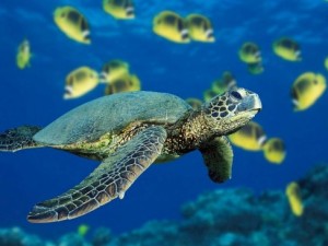 Lampedusa-salvata-una-rara-tartaruga-gigante-dal-peso-di-oltre-250-chilogrammi