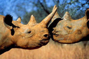 Sudafrica-Kruger-Park-iniziata-la-più-grande-evacuazione-della-storia-di- Rinoceronti