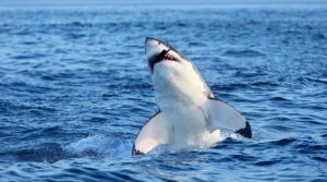 Sardegna-avvistato-enorme-squalo-attimi-di-confusione-sulla-spiaggia-di-Badesi