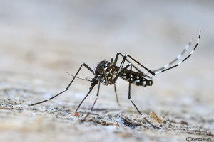 Soliera-l-incubo-virus-Chikungunya-non-è-ancora-terminato-comune-prosegue-disinfestazione