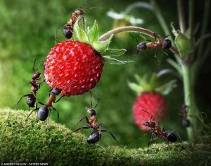 Le-formiche-trattengono-anidride-carbonica-difendendo-la-Terra-dall-effetto-serra
