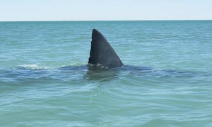 Sardegna sulla spiaggia di Badesi-in-Gallura-avvistato-enorme-squalo-paura-fra-i-bagnanti