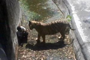 Orrore-in-India-ragazzo-sbranato-da-tigre-bianca-in-uno-zoo
