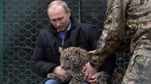 Putin-libera-due-tigri-siberiane-che-in-Cina-azzannano-13-capre
