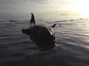 Australia-choc-16-balene-spiaggiate-12-sono-morte