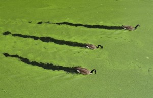Le-Alghe-salveranno-la-nostra-salute