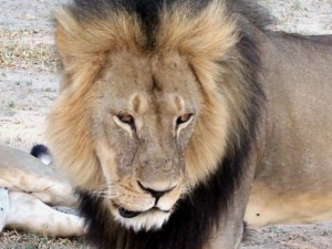 Zimbabwe-Walter-Palmer-dentista-che-uccise-il-leone-Cecil-non-sarà-incriminato