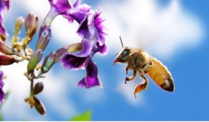 Le-api-riescono-a-trasportare-i-pesticidi-su-piante-e-fiori