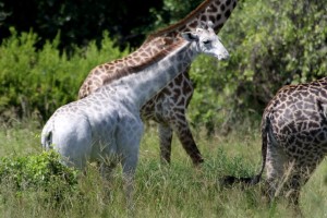 Tanzania-fotografato-rarissimo-esemplare-di-giraffa-bianca