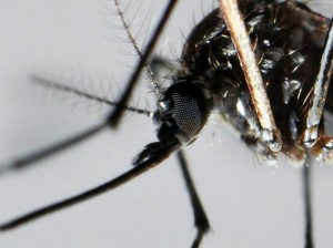 Paura-in-Brasile-per-virus-Zika-molti-i-casi-provoca-la-microcefalia