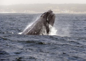 Balene-per-salvarle-si-può-guardare-un-video-su-Pornhub