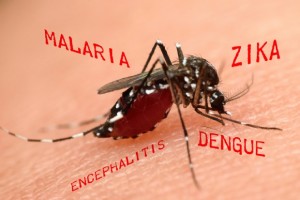 Il-virus-Zika-è-la-causa-della-sindrome-di-Guillain-Barrè-che-provoca-gravi-paralisi