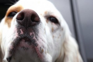 Tumore-ai-polmoni-il-naso-elettronico-come-quello-dei-cani-può-prevenirlo