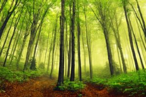 La-Terra-è-più-verde-del-previsto-vegetazione-in-aumento-per-difendersi-dall-anidride-carbonica