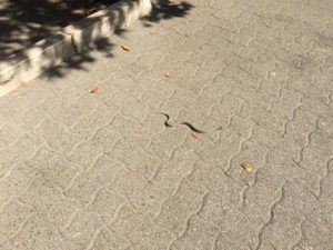 Bari, paura e curiosità per serpente avvistato in centro a Piazza Umberto