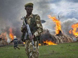 Kenya-il-falò-più-grande-del-pianeta-bruciate-105-tonnellate-di-avorio