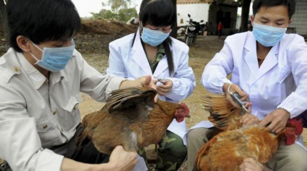 Aviaria in Cina: primo contagio uomo a uomo rischi e sintomi