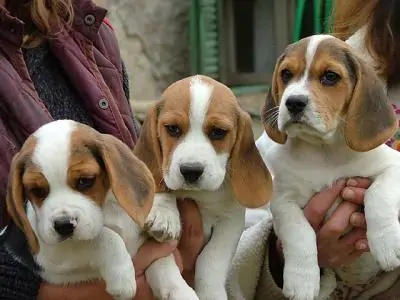 Bari-Beagle-Day-programma-manifestazione-oggi-29-settembre
