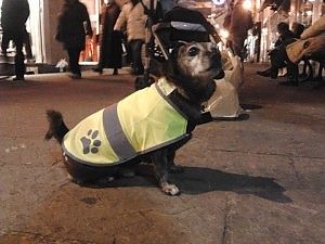 A Sanremo un cane di nome Camillo ha una vita da pendolare, per spostarsi usa l’autobus
