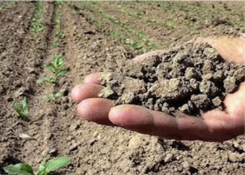 Crisi Lavoro: in Emilia si ritorna a lavorare in campagna