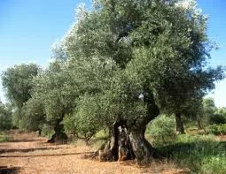 Strage-ulivi-in-Puglia-timore-che-la-malattia-si-propaghi-in-tutta-la-regione