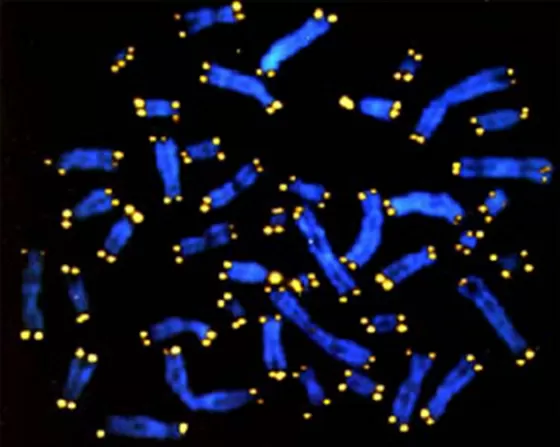 Delitto-Yara-Gambirasio-ecco-lo-scopritore-del-Dna-del-presunto-omicida