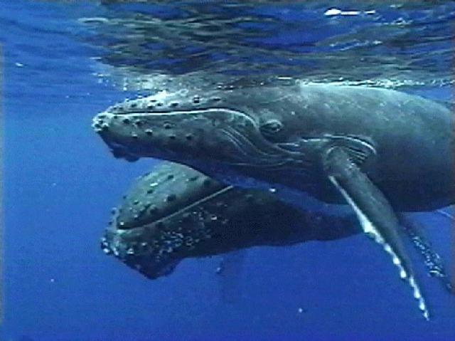 Balene: stop riproduzione a causa rumore navi