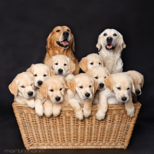 Avere-un-cane-porta-benefici-al-cuore-e-fa-ringiovanire-di-10-anni