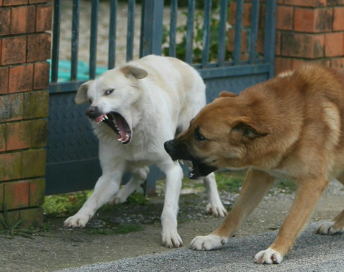 Madre e figlia uccisi in casa dai loro quattro cani, allevati da quanto erano cuccioli