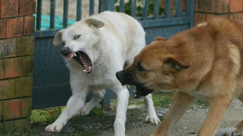 24enne morso dai cani in un parco, finisce in ospedale, il padrone dei cani pesta a sangue e uccide il ragazzo perché non voleva pagargli le cure e risarcirlo