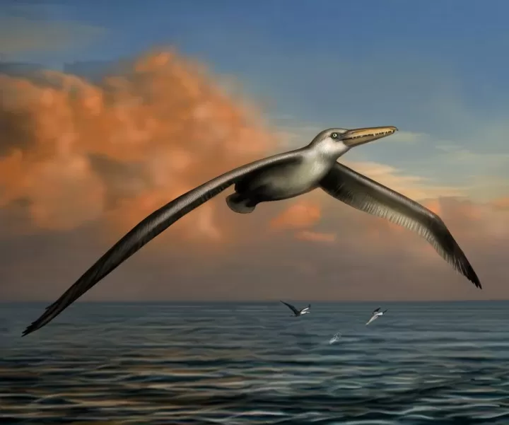 Pelagornis-Sandersi-più-grande-uccello-mai-esistito-con-7-metri-apertura-alare