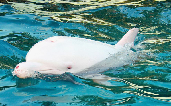 Fotografato-a-largo-delle-coste-di-Ravenna-uno-splendido-delfino-albino