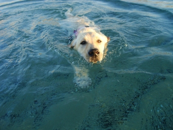 San-Benedetto-gesto-eroico-di-un-cane-di-nome-Birillo-che-salva-bambino-ma-poi-annega