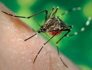 Soliera-massima-allerta-per-cittadina-contagiata-da-virus-Chikungunya