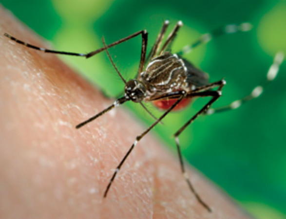 Soliera-massima-allerta-per-cittadina-contagiata-da-virus-Chikungunya