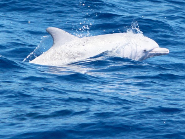 Rarissimo esemplare di delfino albino fotografato a largo della costa di Ravenna