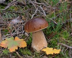 Funghi si possono già raccogliere ma osservando suggerimenti della Forestale