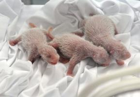Cina evento eccezionale nascono tre piccoli gemelli di Panda