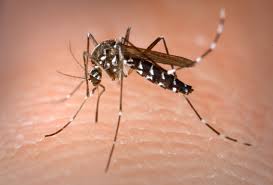 Virus-Chikungunya-cittadina-di-Solera-contagiata-grande-allarme-in-paese