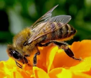 Tumori-al-via-sperimentazione-farmaco-ricavato-dal-veleno-api-scorpioni-e-serpenti