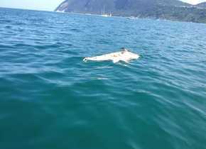 Ricercatori-della-“Fondazione-Cetacea”-hanno-avvistato-e-fotografato-un-rarissimo-delfino-albino