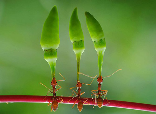 Le formiche alleate dell’uomo contro i cambiamenti del clima