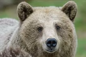 Pinzolo-orso-Daniza-manifestazione-ambientalisti-finisce-quasi-in-rissa