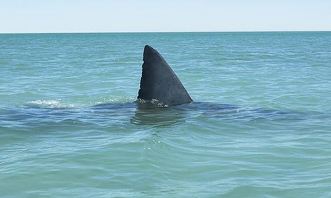 Sardegna sulla spiaggia di Badesi in Gallura avvistato enorme squalo, paura fra i bagnanti