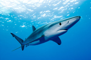 Squalo-avvistato-in-Sardegna-terrore-tra-turisti-presenti-in-spiaggia-a-Badesi
