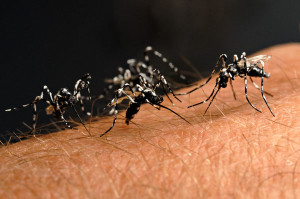 Soliera-ultime-news-su-donna-colpita-da-virus-Chikungunya-comune-esegue-disinfestazione